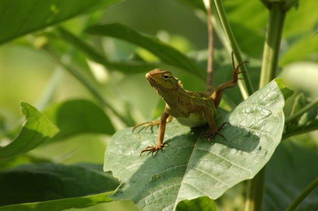 Herpetofauna